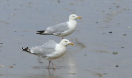海鸥视频,捕捉自然之美，展现生态魅力